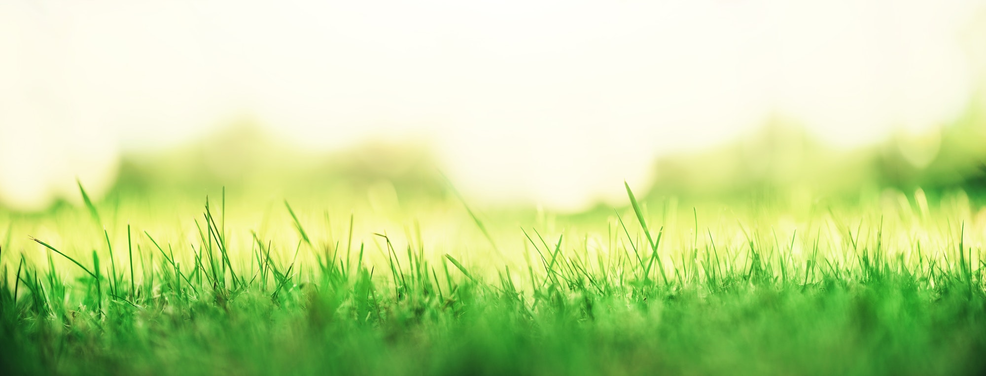 Fresh green spring grass with sun leaks effect, copy space. Soft Focus. Abstract nature background